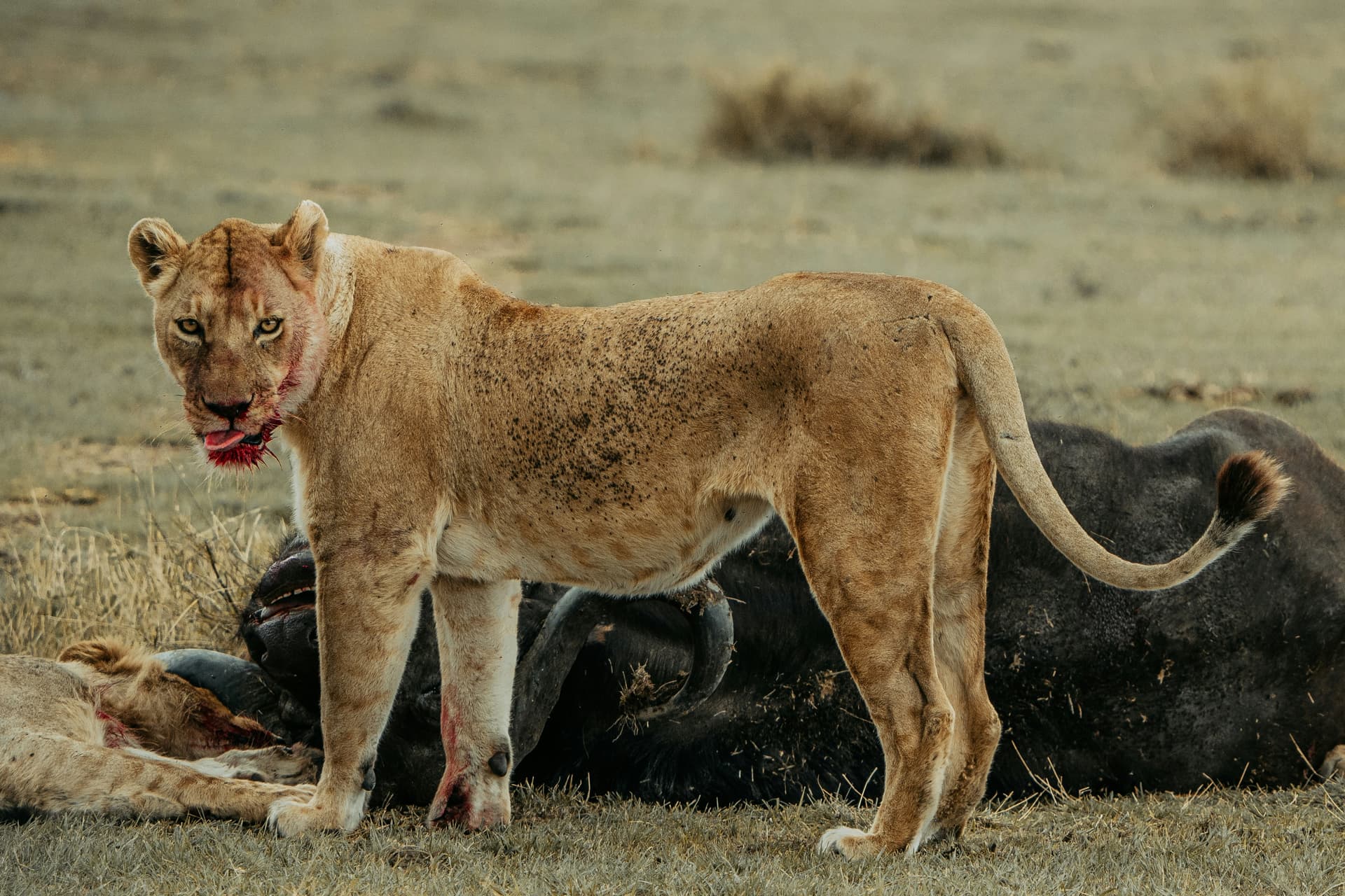 3-Day the Ultimate Big Five Experience - Gallery 1