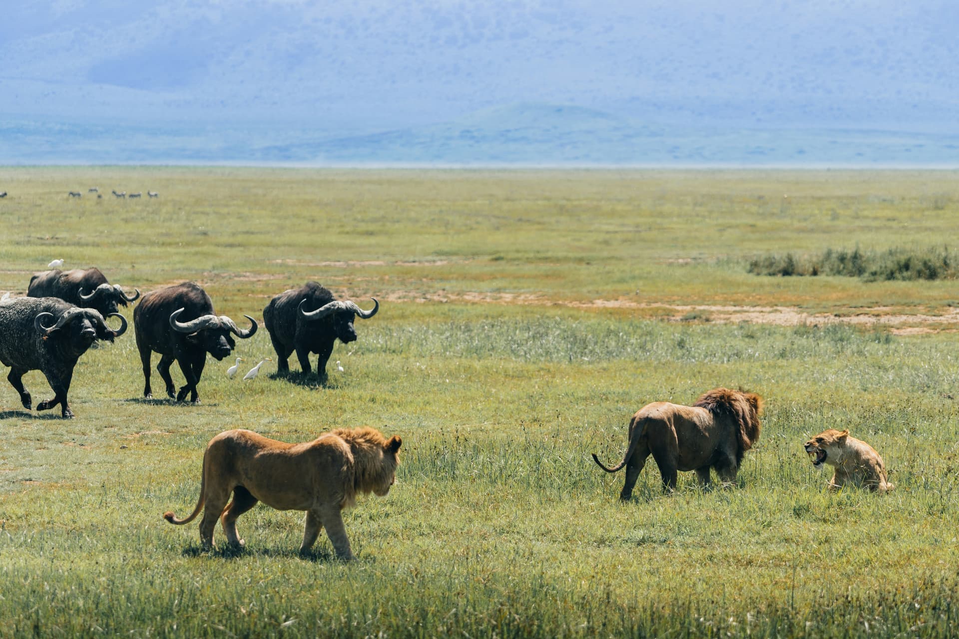 10-Day Samburu, Amboseli, Nakuru, Maasai Mara, Naivasha
