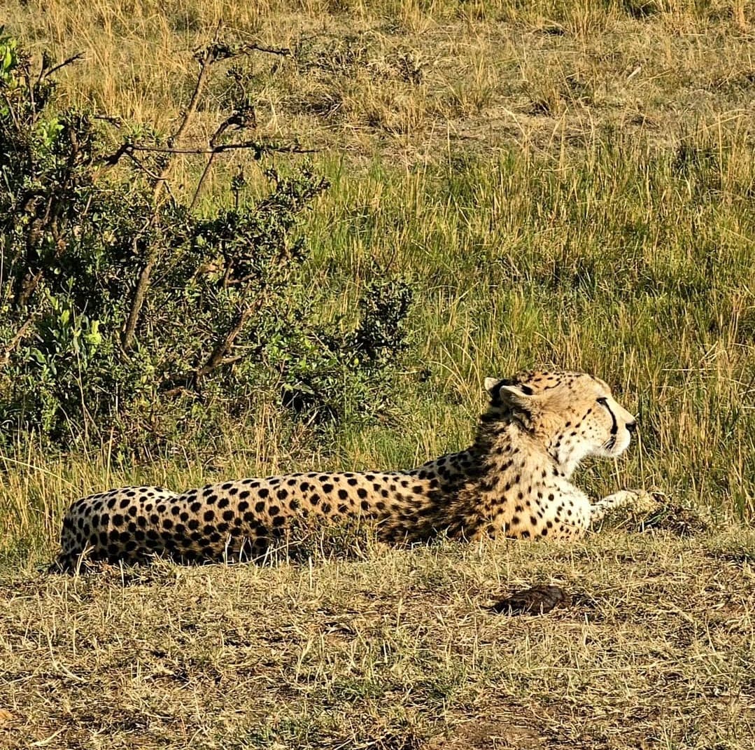 8-Day Aberdares|L Nakuru NP|Masai Mara NR Budget Safari - Gallery 1