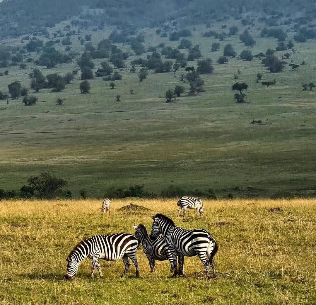 7-Day Classic Kenya Circuit Safari - Gallery 4