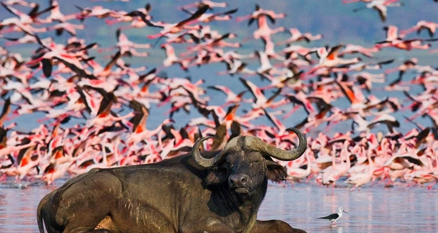 8-Day Aberdares|L Nakuru NP|Masai Mara NR Budget Safari - Gallery 3