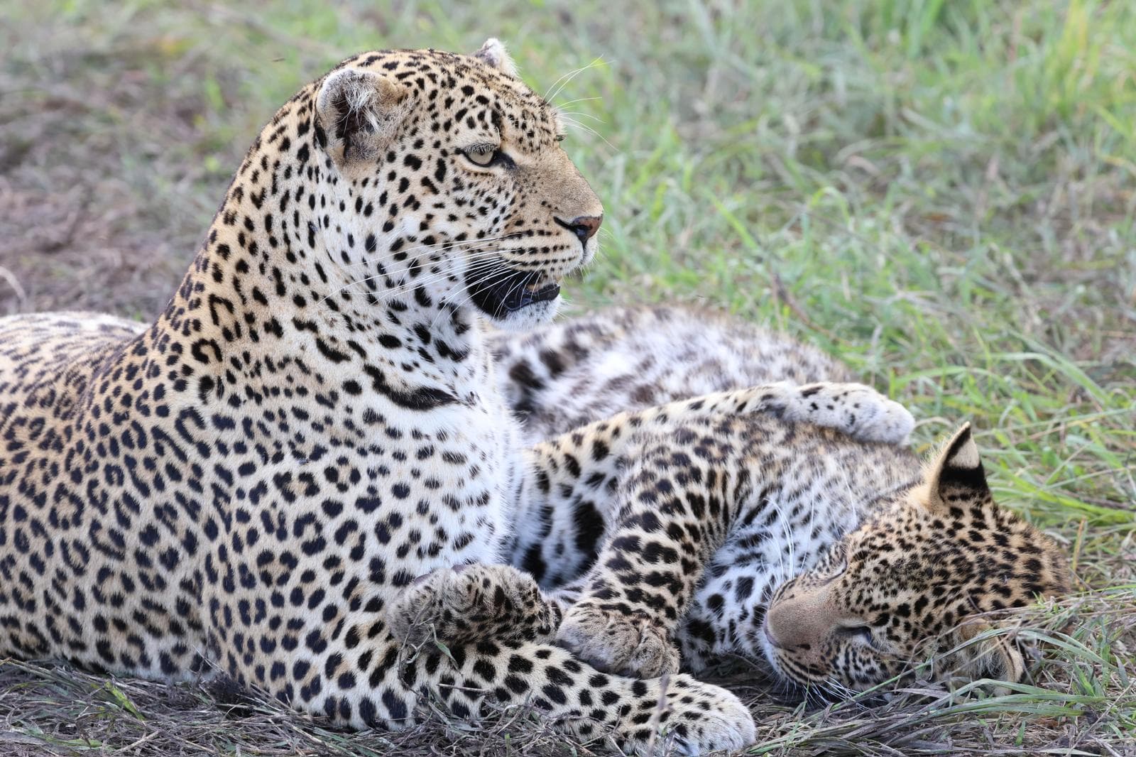 7-Day Classic Kenya Circuit Safari