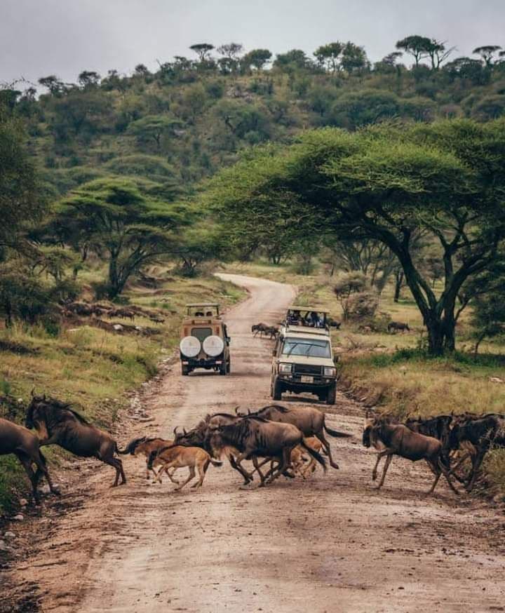 3-Day Maasai Mara Camping Safari