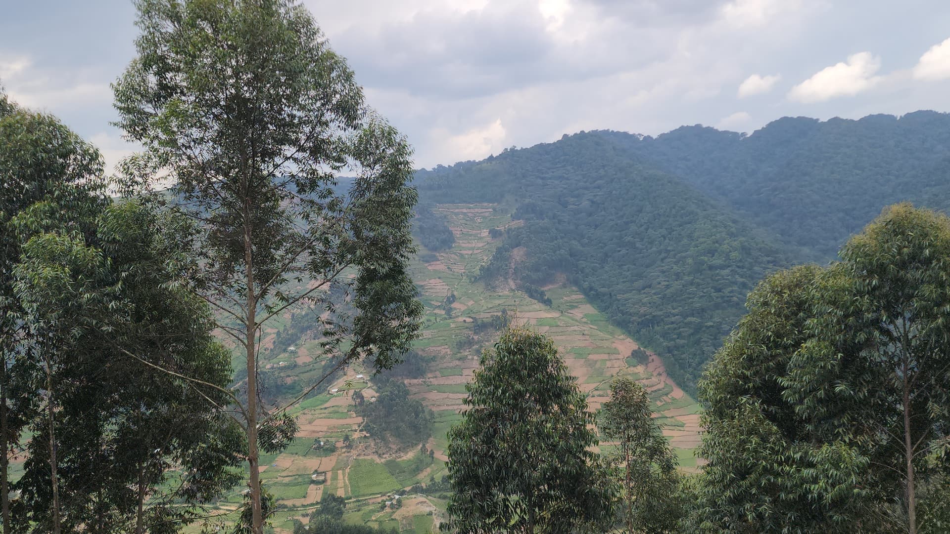 4-Day Bwindi Impenetrable NP, L Bunyonyi & Volcanoes NP - Gallery 2