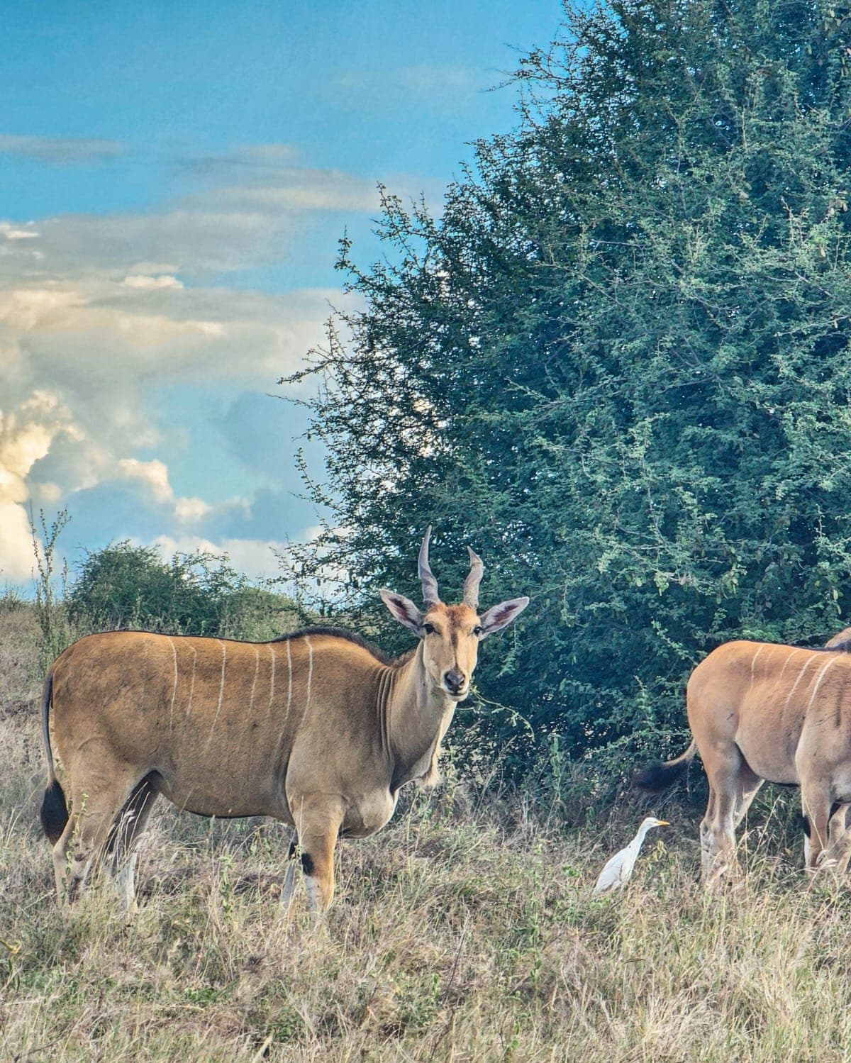 3-Day Group Quest Mara Signature Wildlife Encounters - Gallery 2
