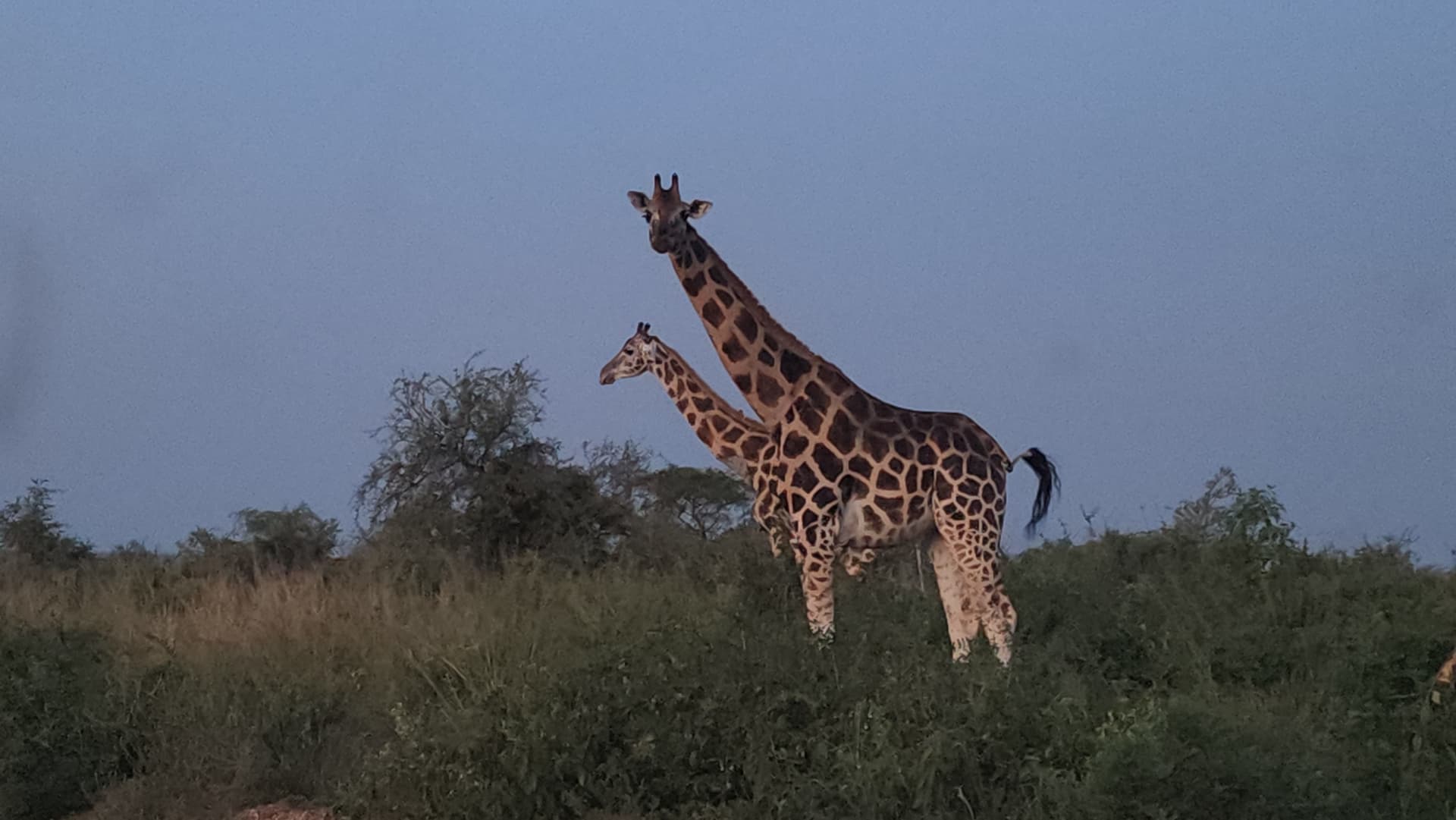 8-Day Primates and Big Five Uganda Tour - Gallery 3