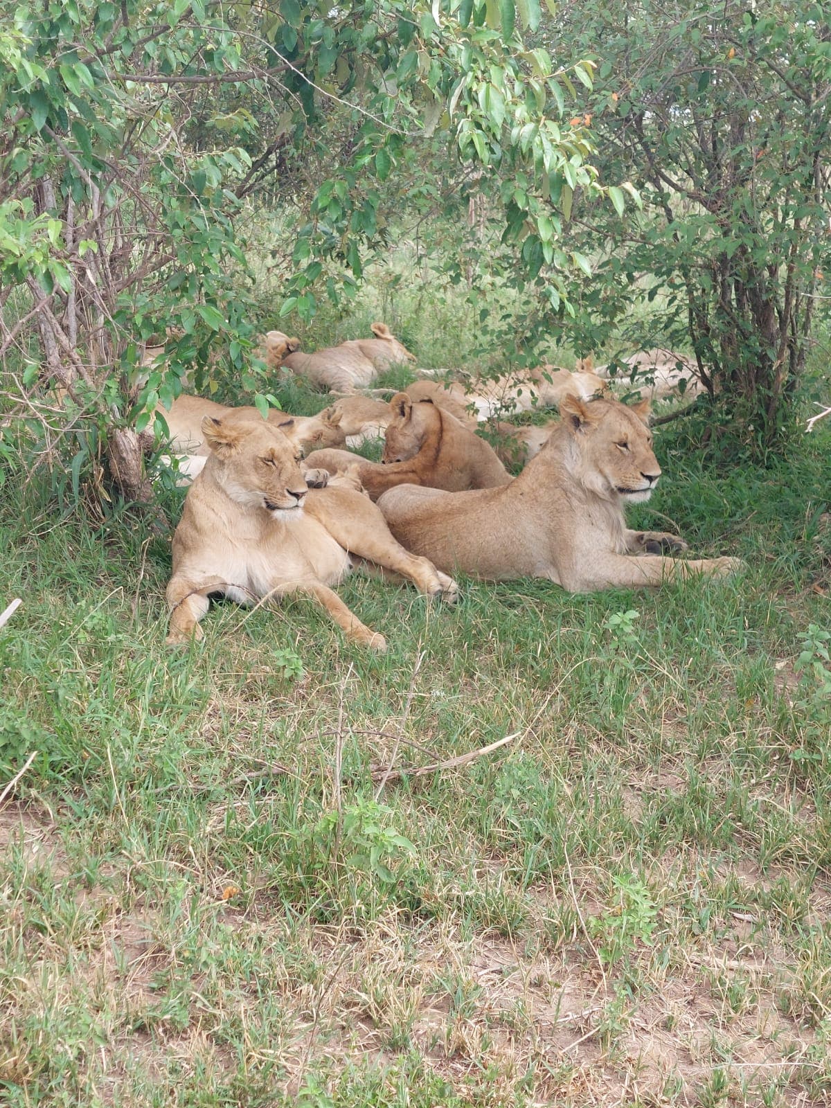 3-Day Group Quest Mara Signature Wildlife Encounters