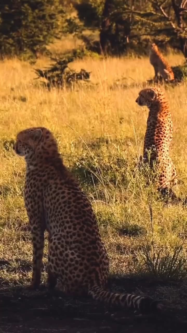 3-Day Group Quest Mara Signature Wildlife Encounters - Gallery 3
