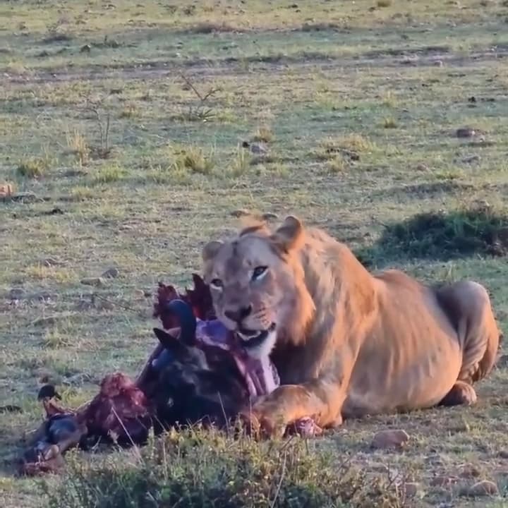 3-Day Group Quest Mara Signature Wildlife Encounters - Gallery 1