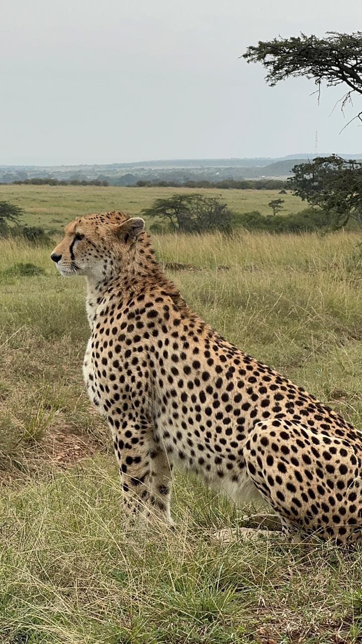5-Day 5-Day A Five-Day Luxury Expedition to Masai Mara - Gallery 3