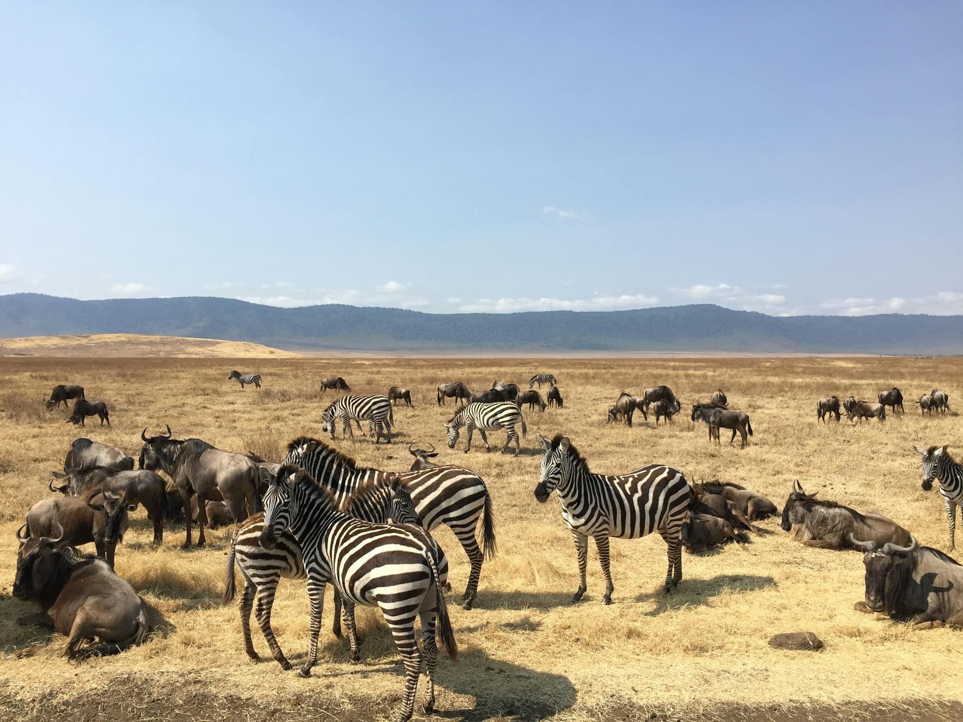 3-Day Flying Masai Mara Package - Gallery 1