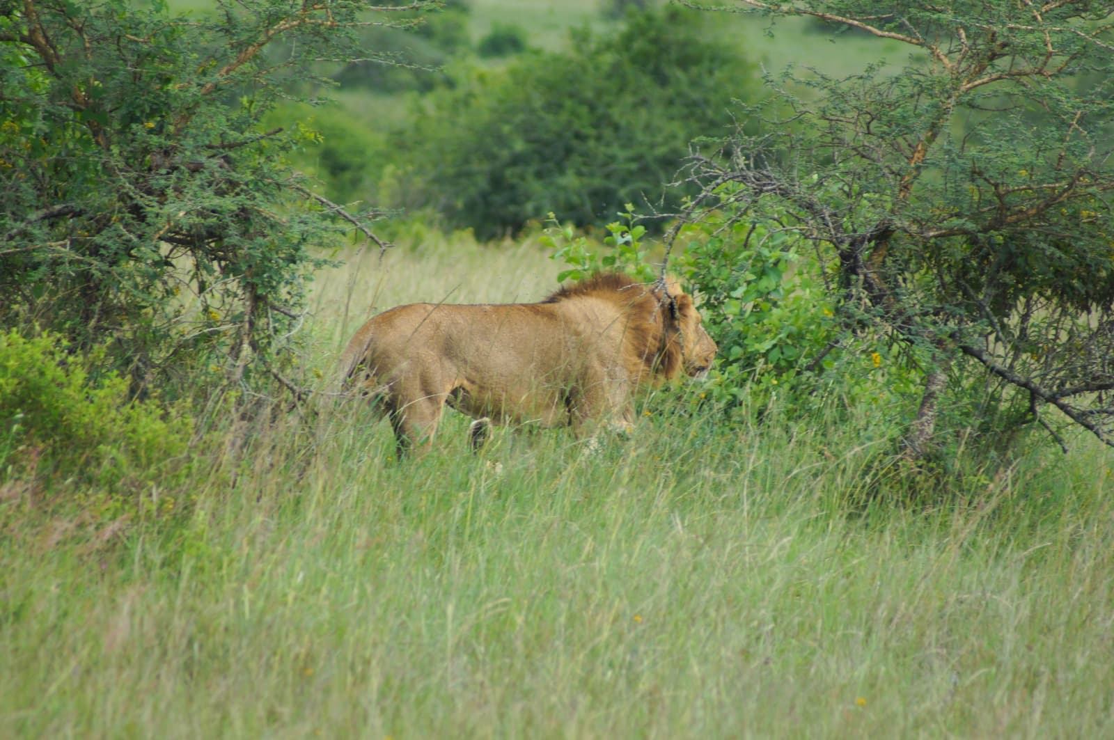 3-Day Flying Masai Mara Package