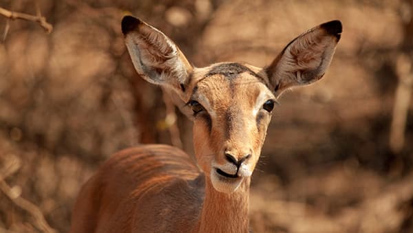 4-Day Kruger Park Private Game Lodge Safari Experience - Gallery 3