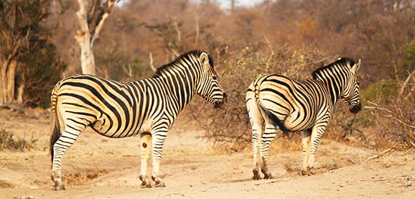 4-Day Kruger Park Private Game Lodge Safari Experience - Gallery 2