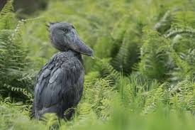 5-Day Albertine Rift Birding Safari– Shoebill & Endemics