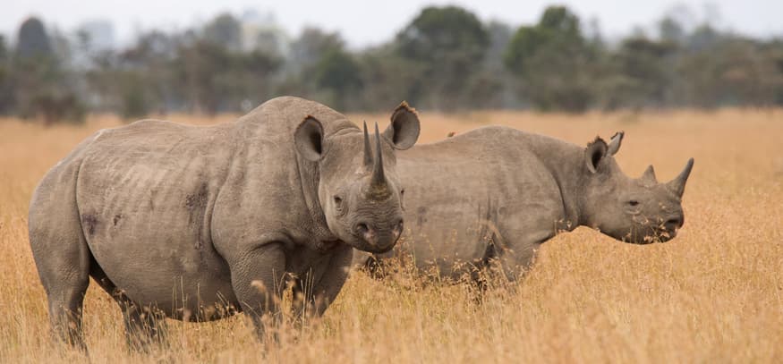 3-Day Ol pejeta Conservancy