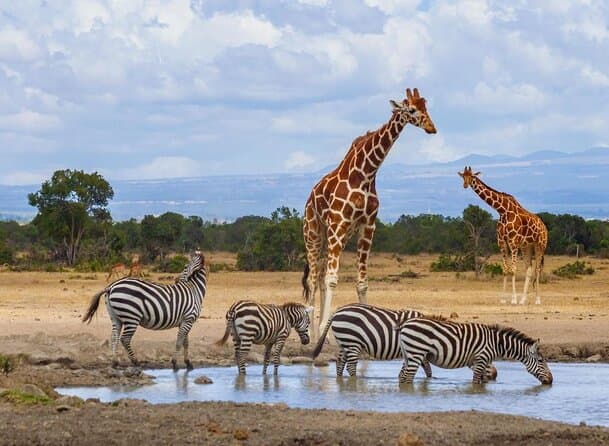 3-Day Ol pejeta Conservancy - Gallery 1