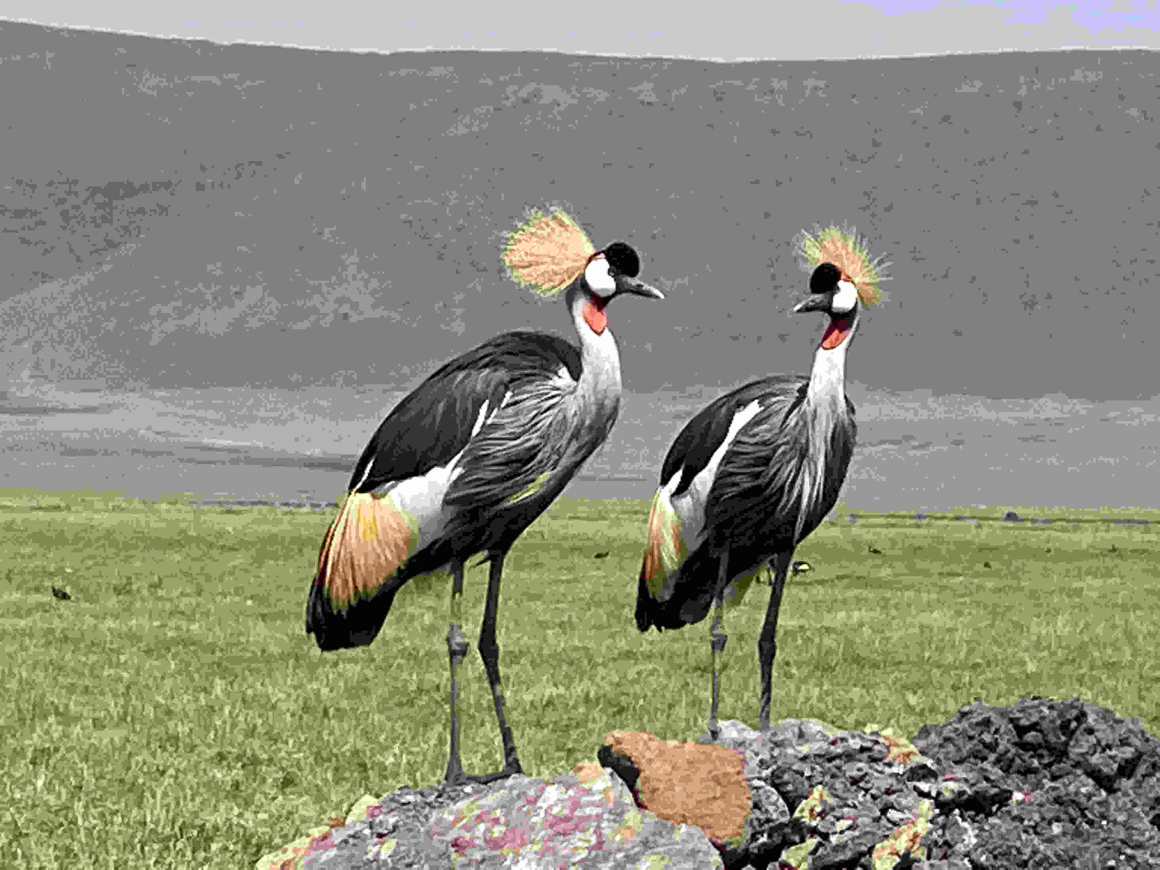 5-Day Day Northern Circuit Highlights: Tarangire, Serengeti & Ngorongoro