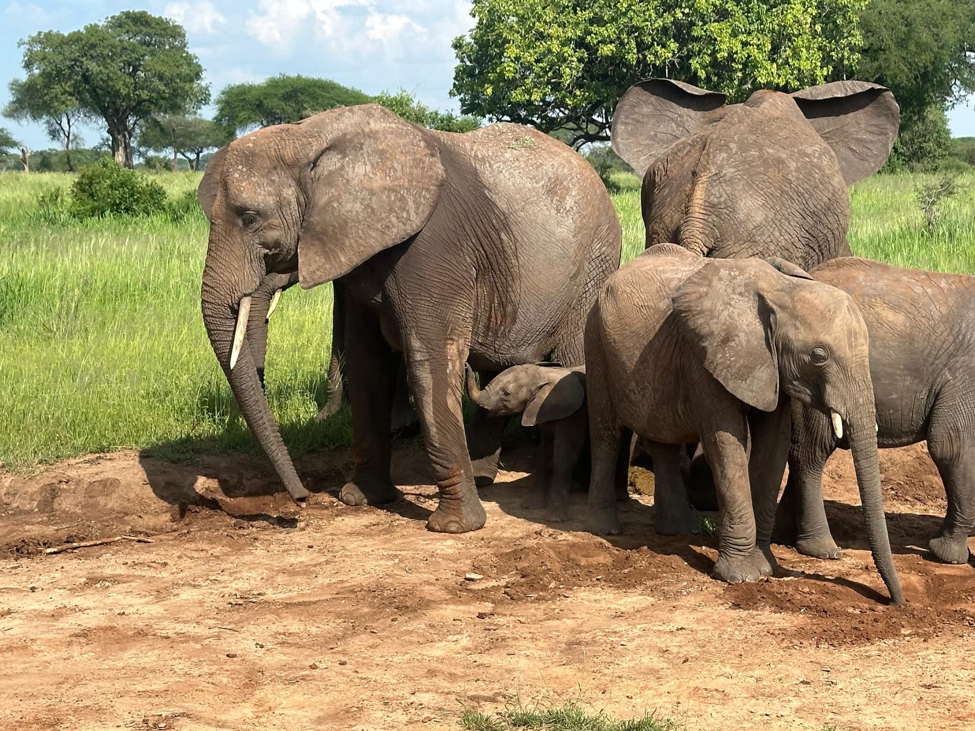 3-Day Safari to Tarangire, Ngorongoro & Manyara National Park