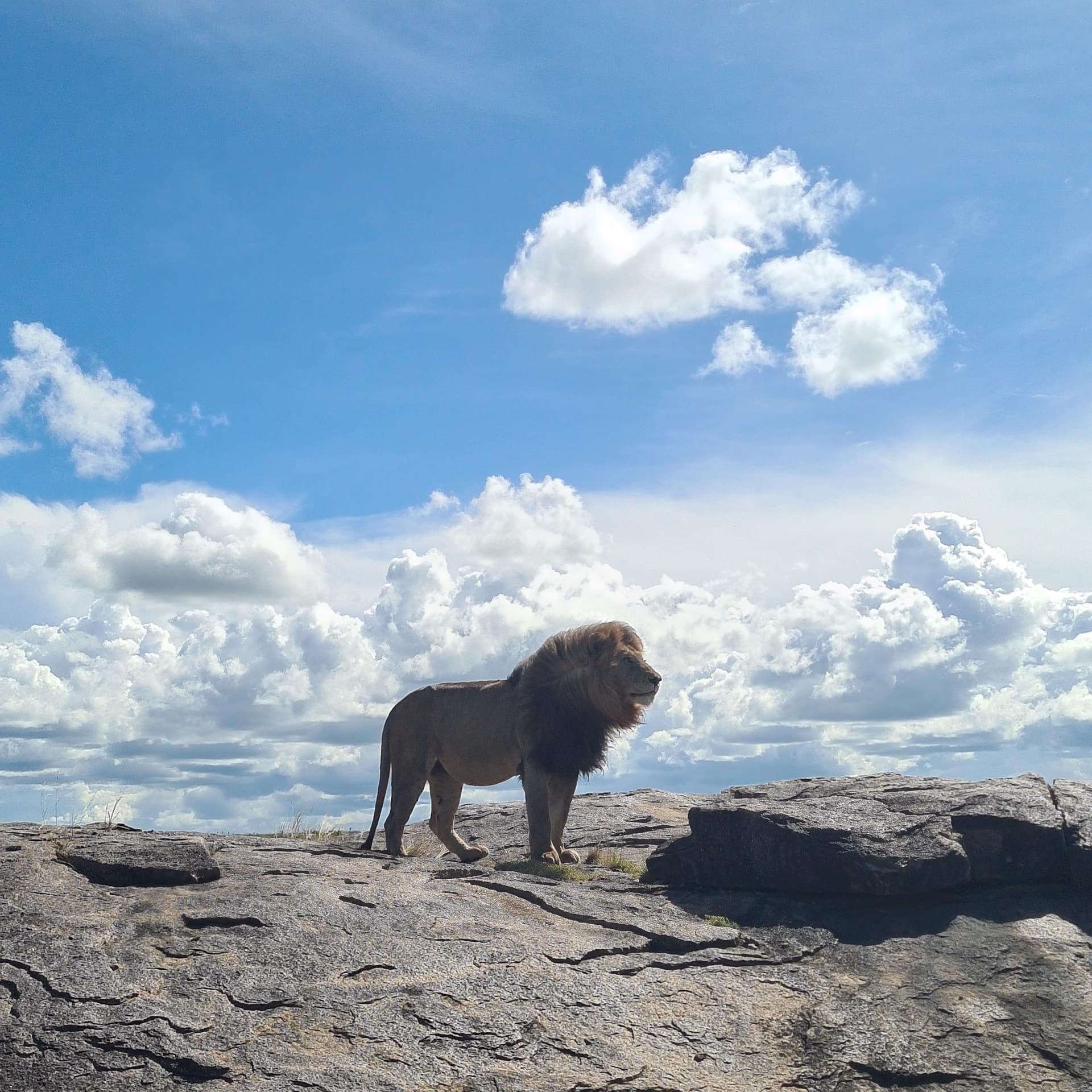 4-Day Serengeti Fly-In: Northern Migration & Central Plains
