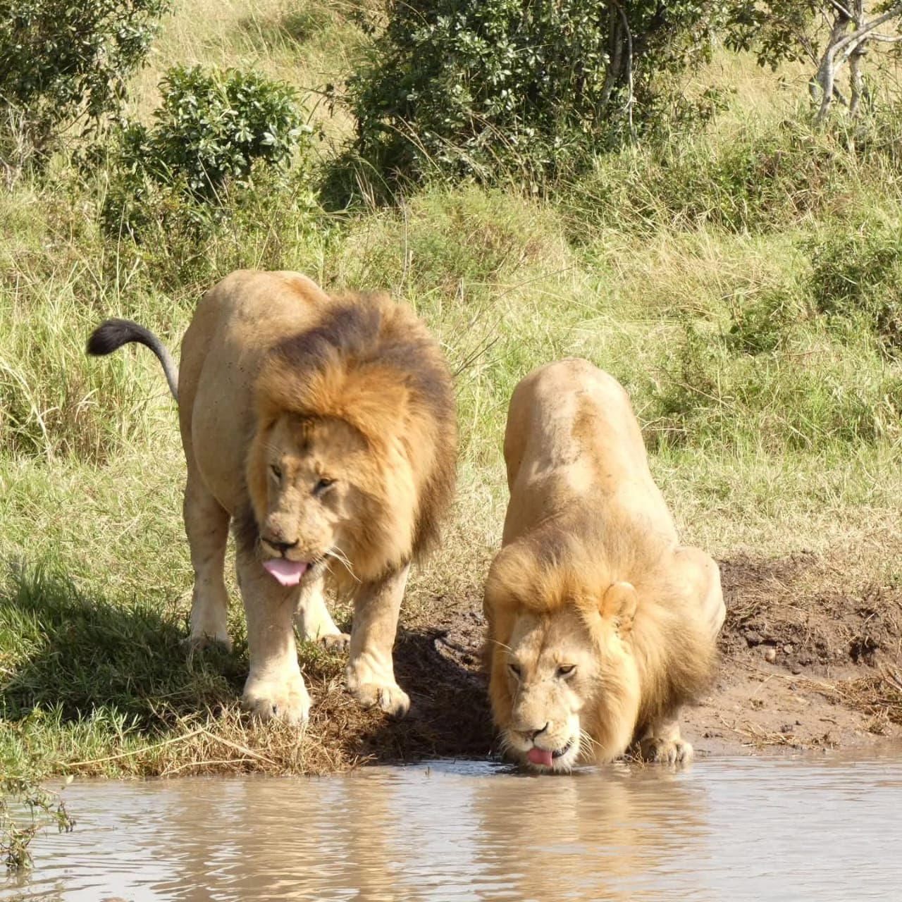 4-Day Maasai Mara & Lake Nakuru