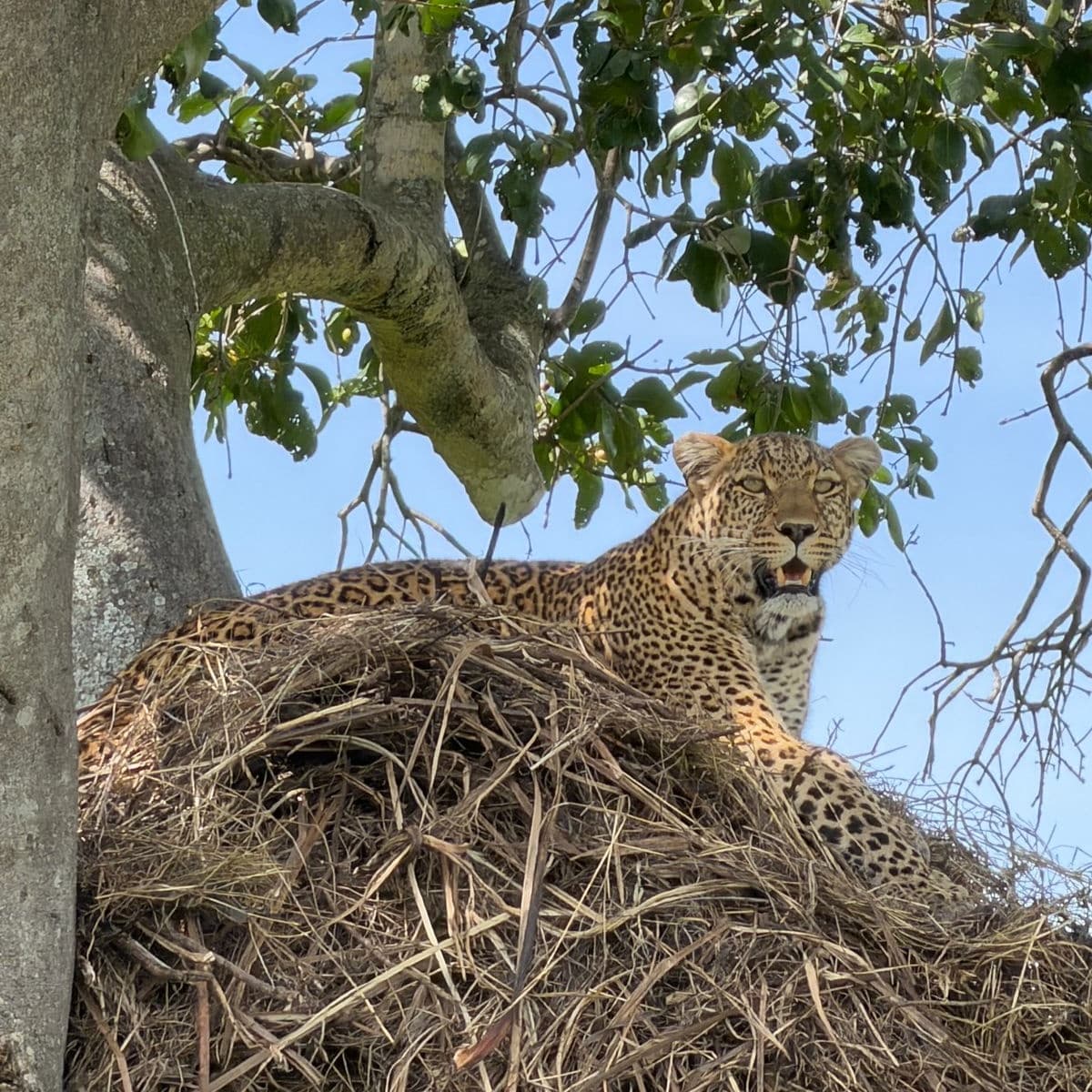 Africa Magical Scenery Tours and Safaris