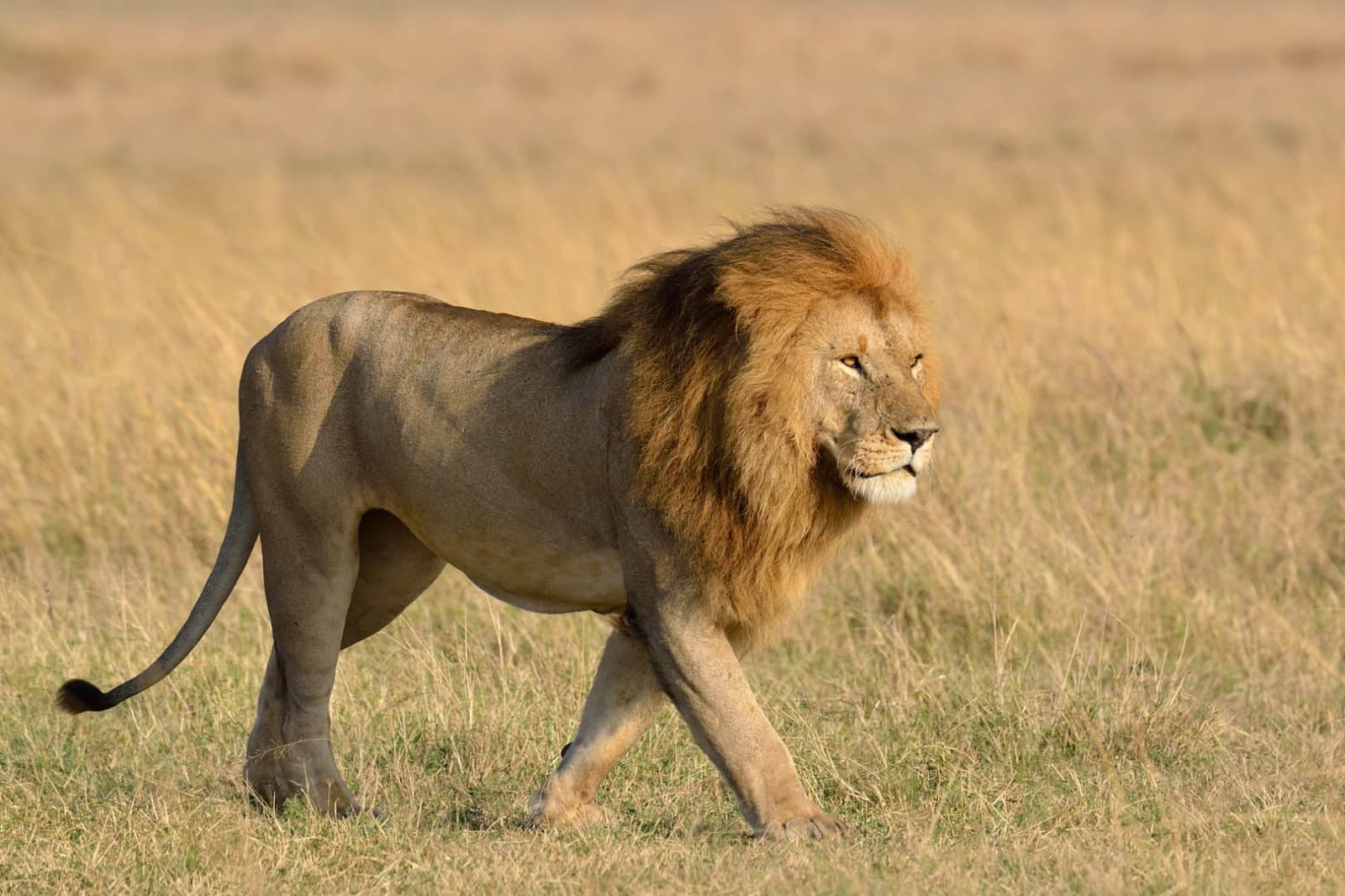1-Day Nairobi National park and giraffe center visit