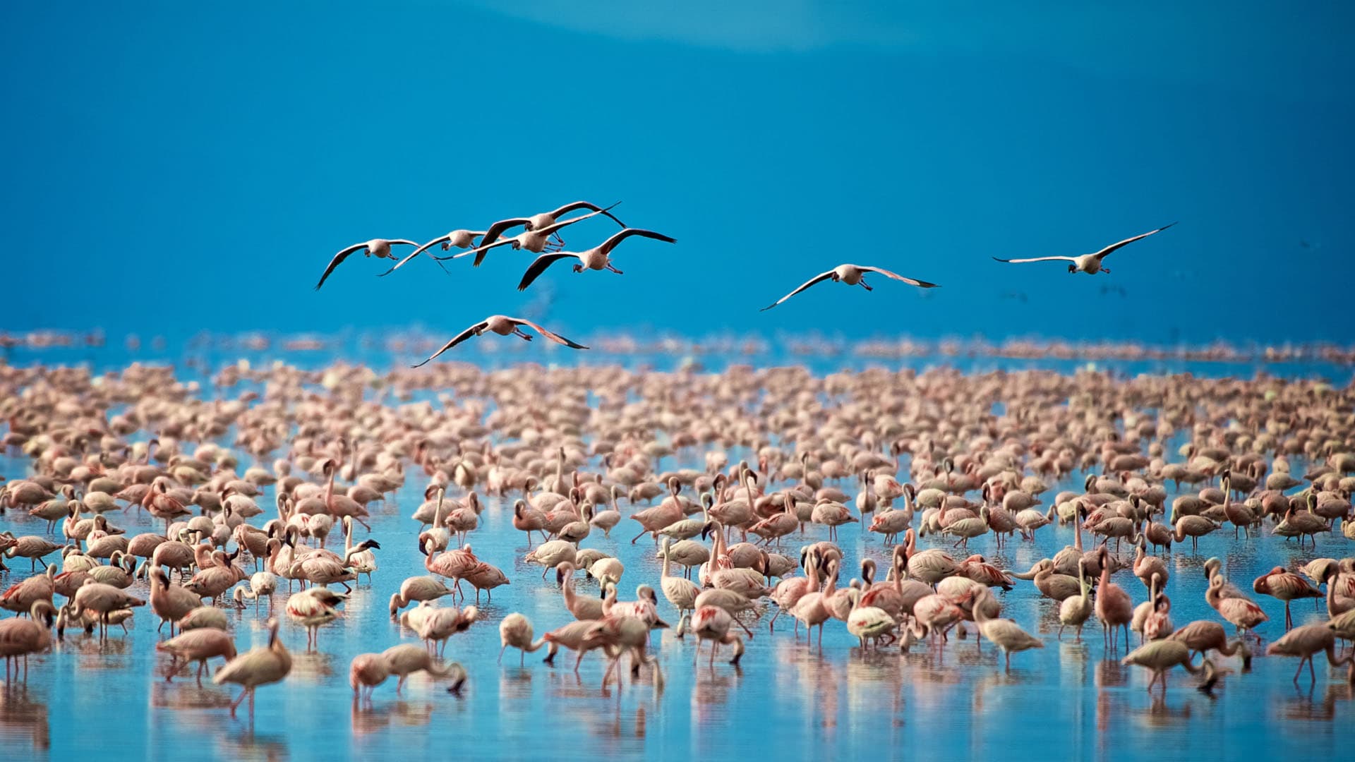 5-Day Explore Crater, Tarangire & Lake Manyara
