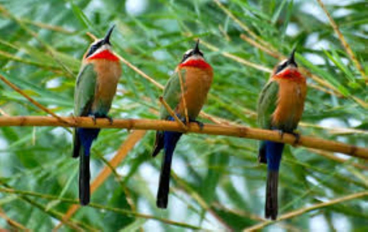 4-Day Arusha to Arusha national park