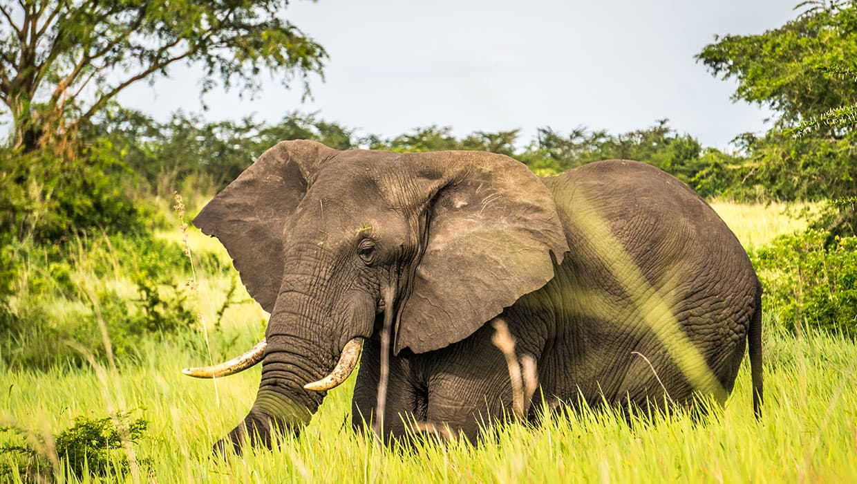3-Day Roam Africa