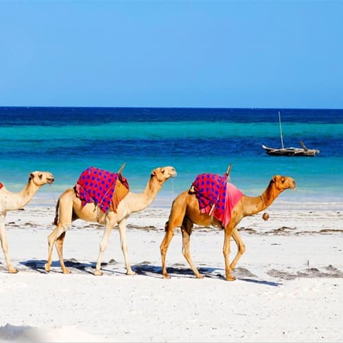 10-Day Kenya’s Wild to Coast Escape