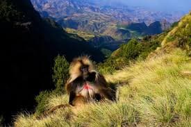 11-Day Explore Gonder, Simien, Lalibela Danakil & Tigray Churches
