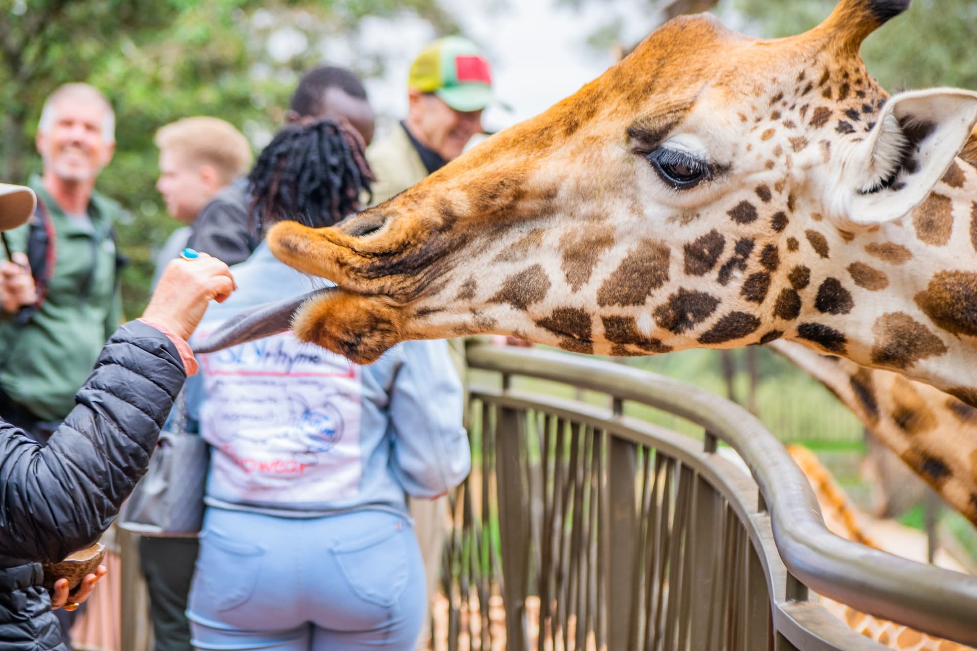 1-Day Giraffe Center & Karen Blixen Tour