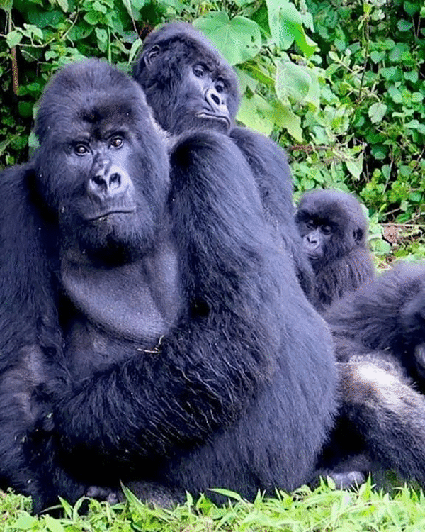 7-Day Gorilla And Chimpanzee Trekking Safari In Uganda