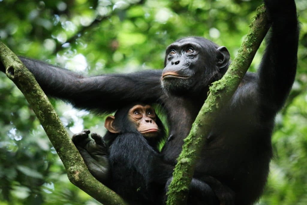 3-Day Thrilling Kibale National Park Chimpanzee Tour