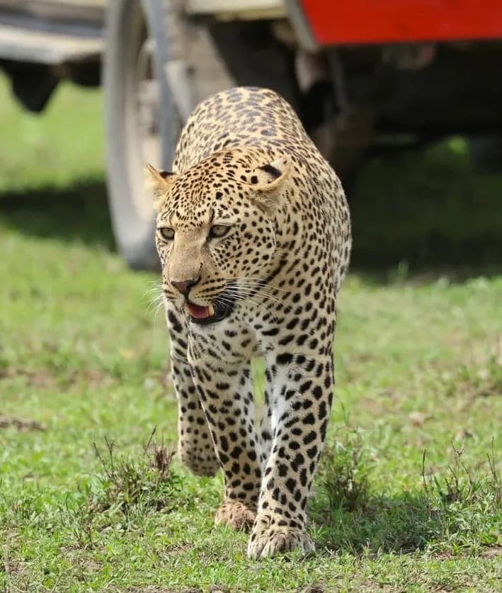 8-Day The Majestic Safari in the Northern Circuit