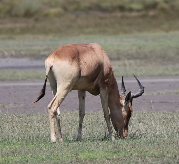 7-Day Ultimate Northern Tanzania Safari Adventure