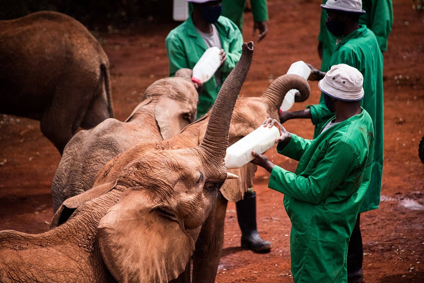 1-Day Curated Nairobi city Tour