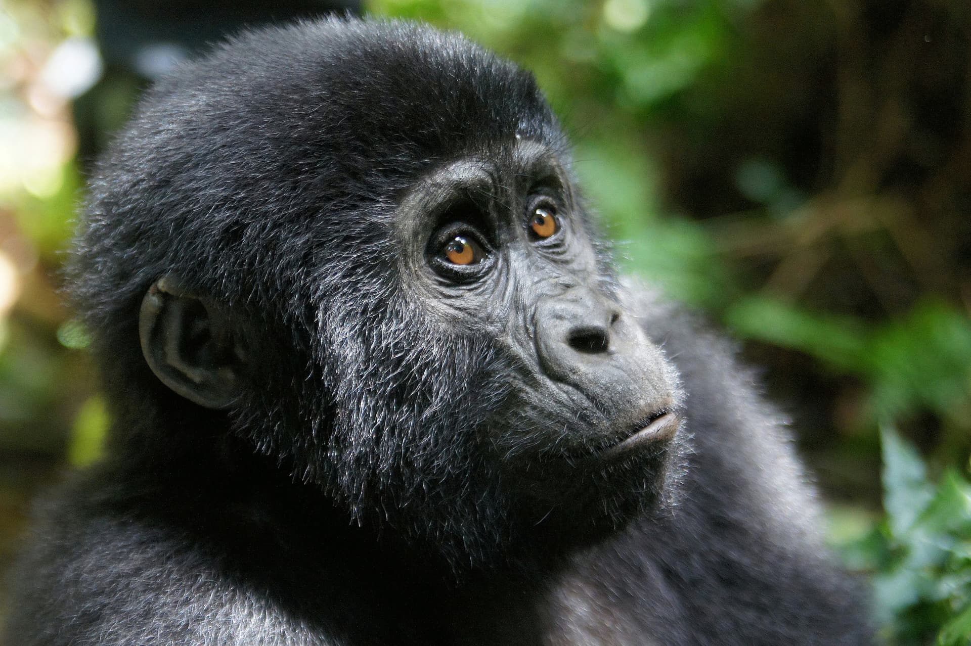 12-Day Rwanda-Uganda Gorillas & Wildlife Safari