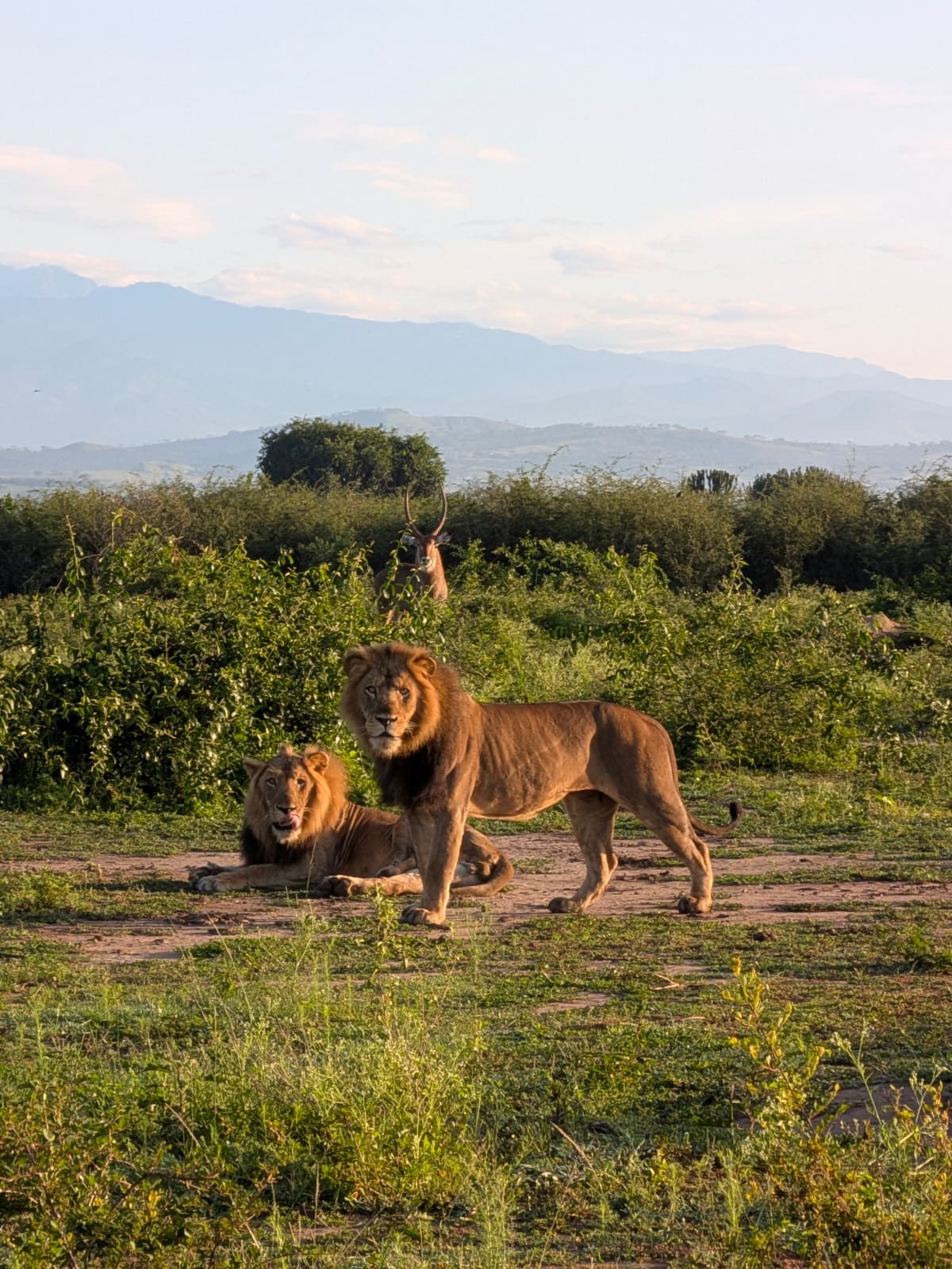 4-Day Bwindi Gorilla Trekking & Queen Elizabeth National Park Safari