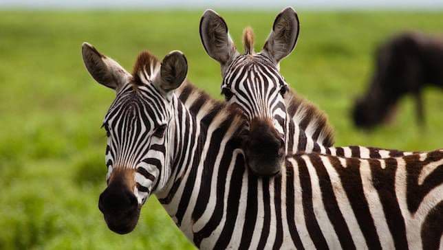 3-Day Thrilling Lake Mburo Safari