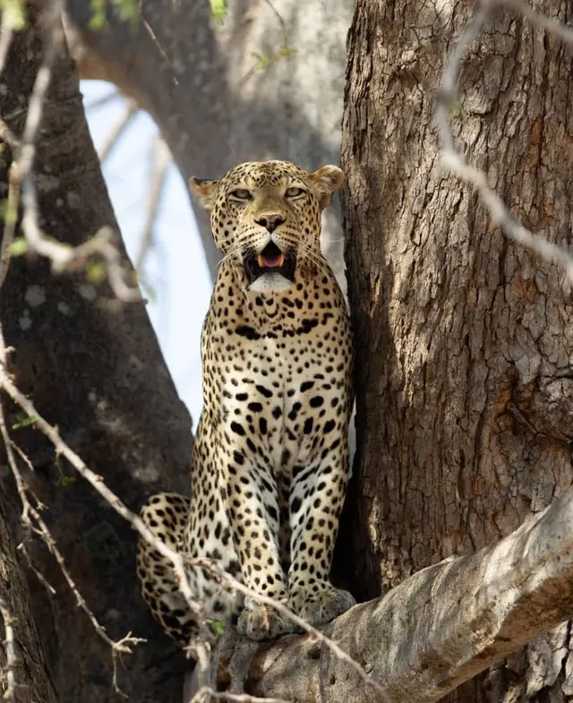 5-Day Upper Mid-Range Best of Tanzania Safari
