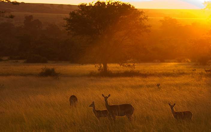 4-Day Big 4- Queen Elizabeth+ Lake Mburo National Park