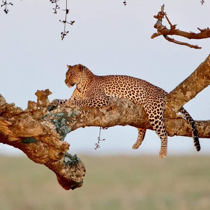 6-Day Tanzania's Most Iconic Wildlife Adventure