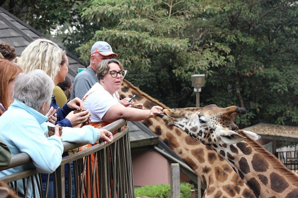 9-Day Rwanda And Kenya Magnificent Budget Safari