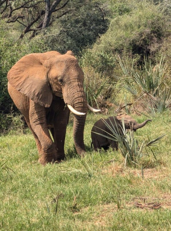 3-Day Thrilling Safari In Samburu National Reserve