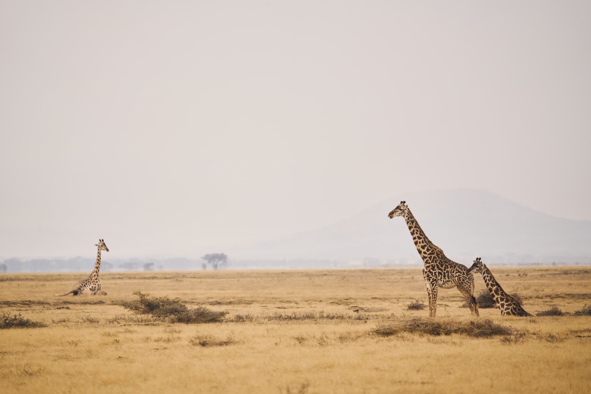 3-Day Private Tarangire, Ngorongoro Crater & Lake Manyara Safari | Big Five Experience - Gallery 3