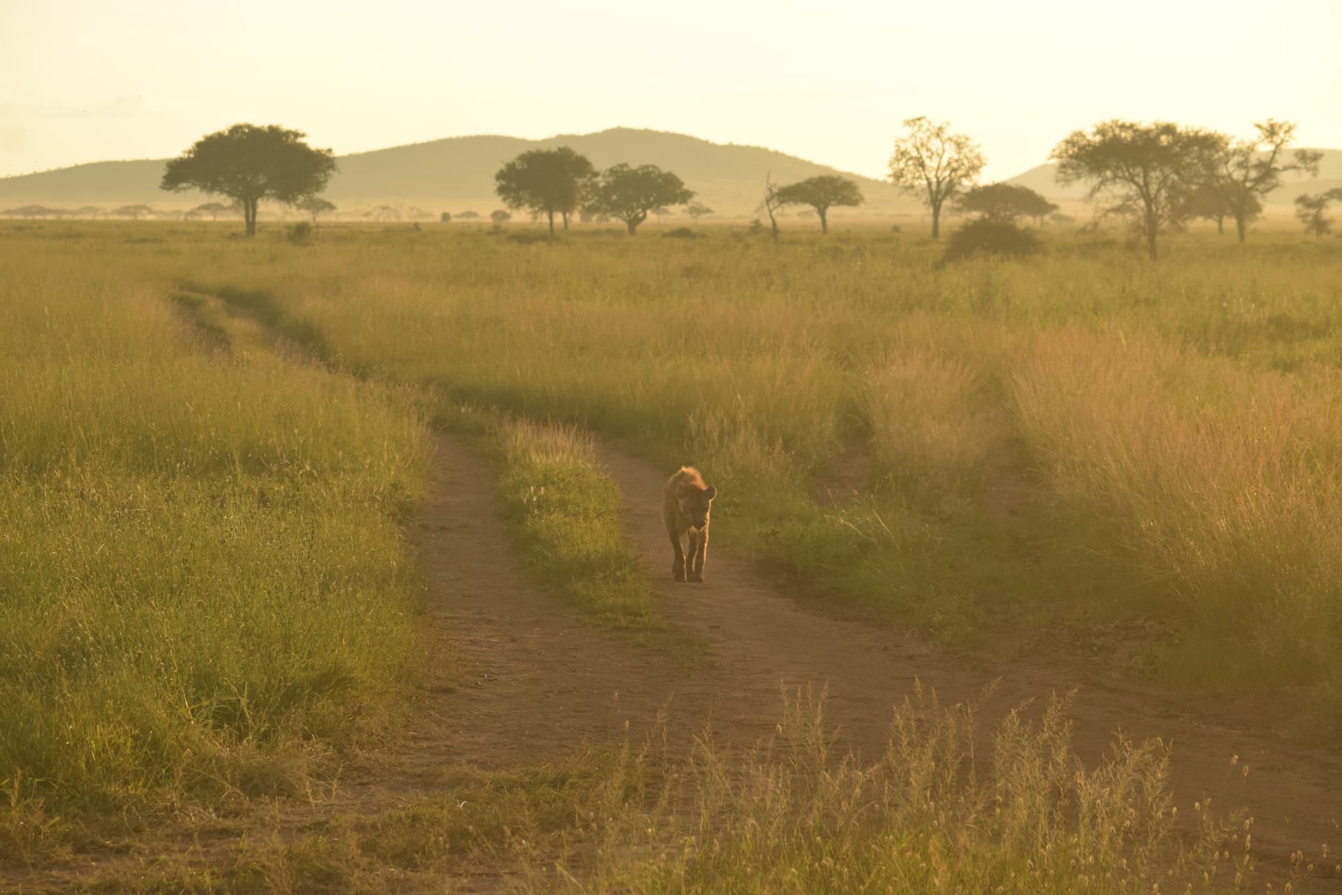 11-Day Classic Tanzania Safari & Beach Holiday