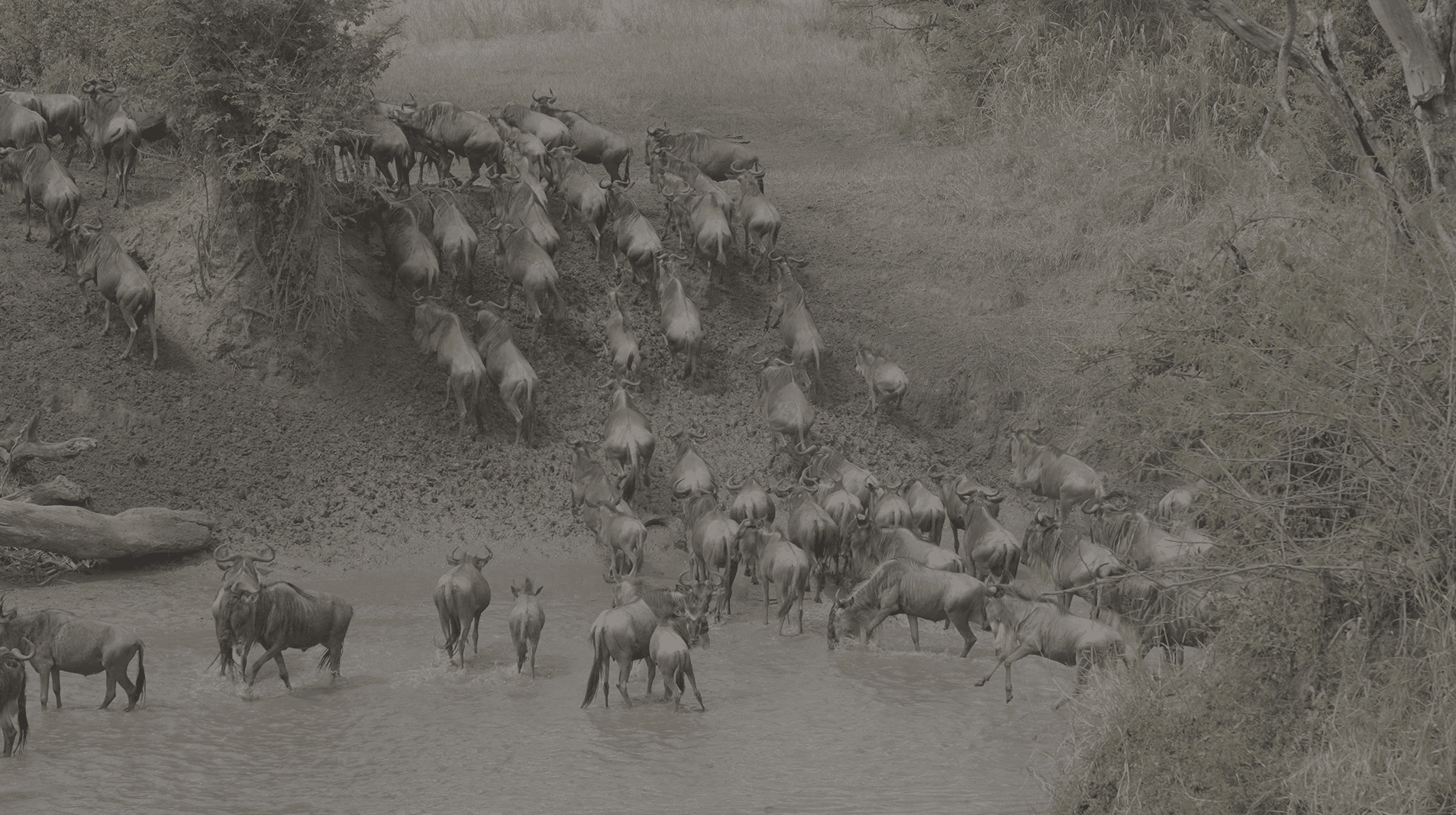 7-Day Best Value Serengeti River Crossing Migration Safari(Jul-Sept)