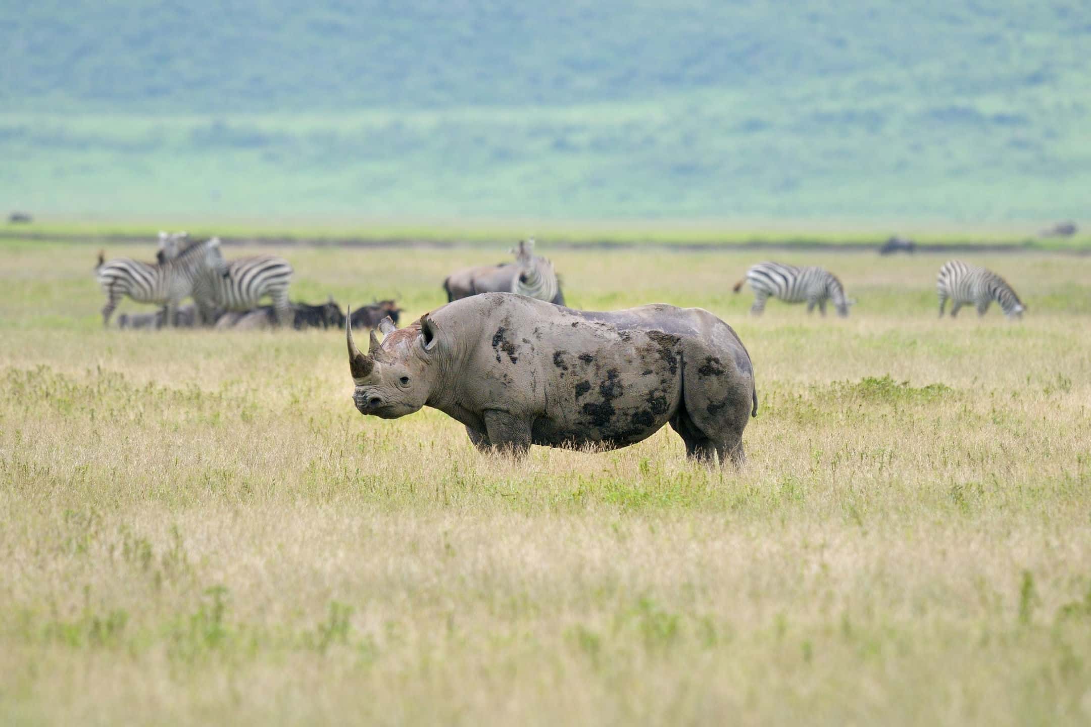 4-Day Tarangire, Serengeti & Ngorongoro Private Safari - Gallery 4